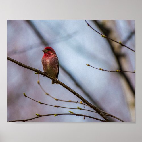 A PURPLE FINCH IN MAINE 10 X 8 ARCHIVAL PRINT