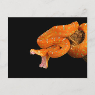 A python snake about to strike out. postcard