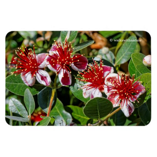 A Quartet of Pineapple Guava  Guavasteen Flowers Magnet