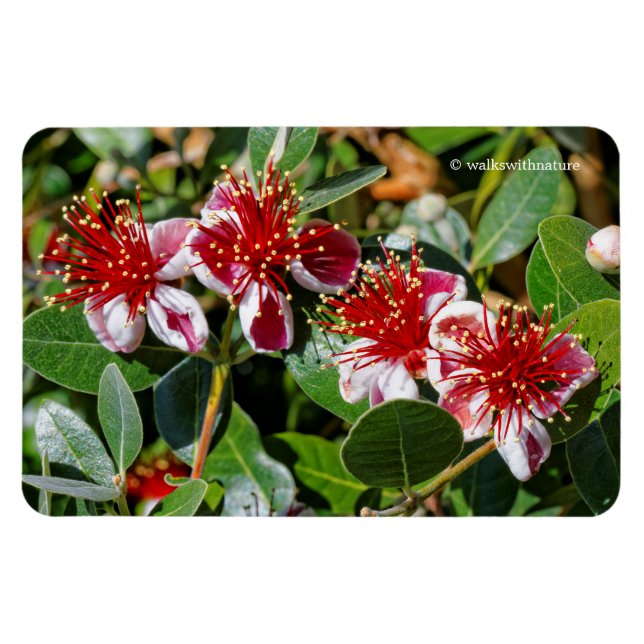 A Quartet of Pineapple Guava / Guavasteen Flowers Magnet (Horizontal)