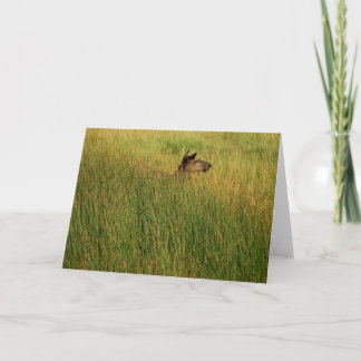 A Quick Peak Card
