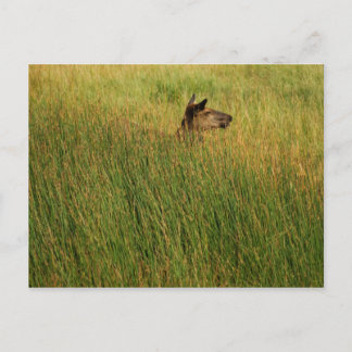 A Quick Peak Postcard