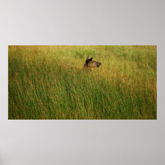 A Quick Peak Print