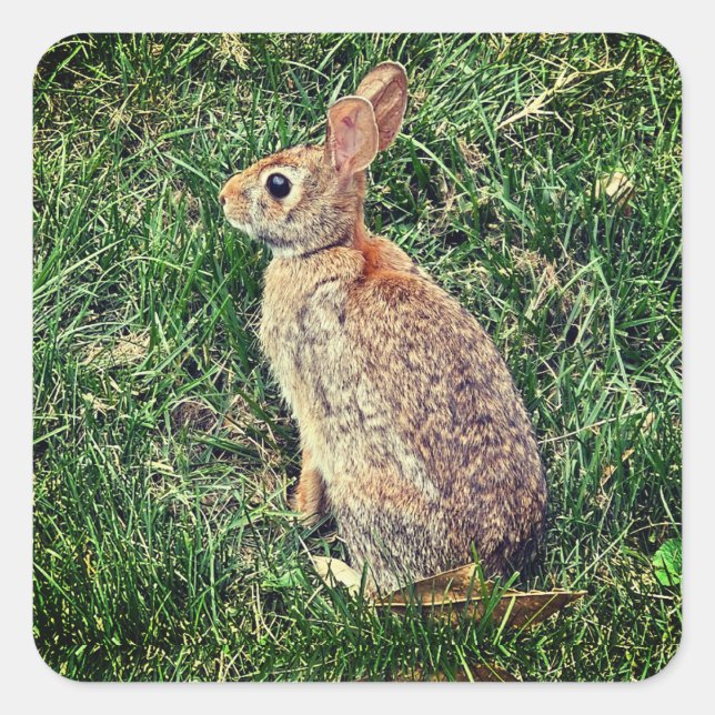 A Rabbit image Square Sticker (Front)