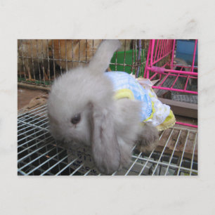 A Rabbit in a Dress かわいい 幸せ Postcard