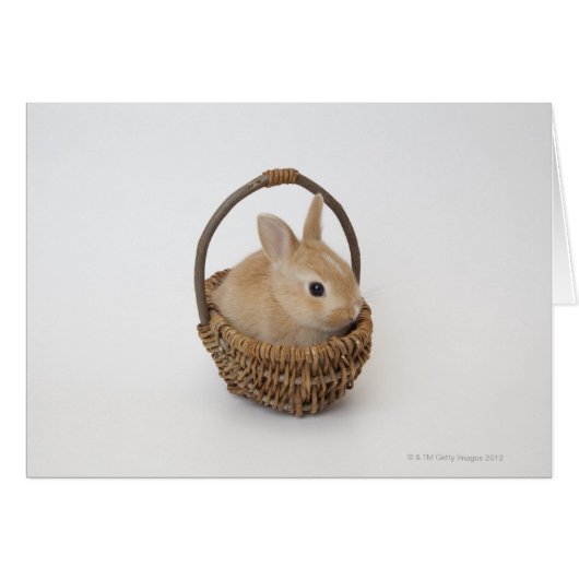 A rabbit is in a basket.Netherland Dwarf. (Front Horizontal)