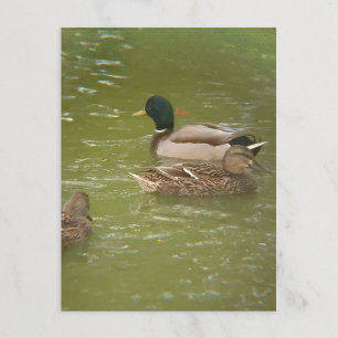 A Raft of Ducks in Pond Taylor Michigan Postcard
