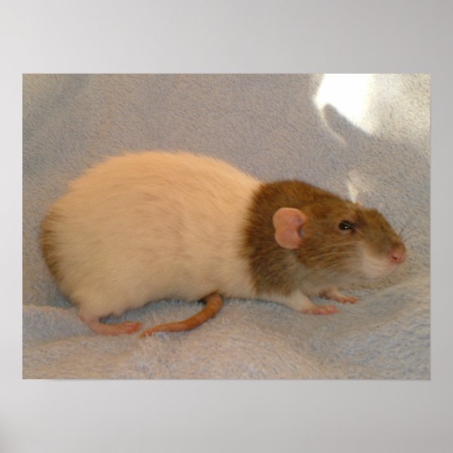 A Rats Tail Print (Front)