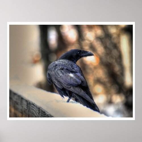 A Raven in Snow HDR Photo Poster
