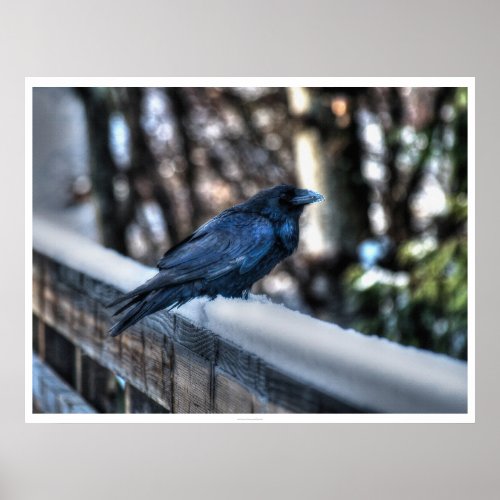 A Raven in Snow II HDR Photo Poster