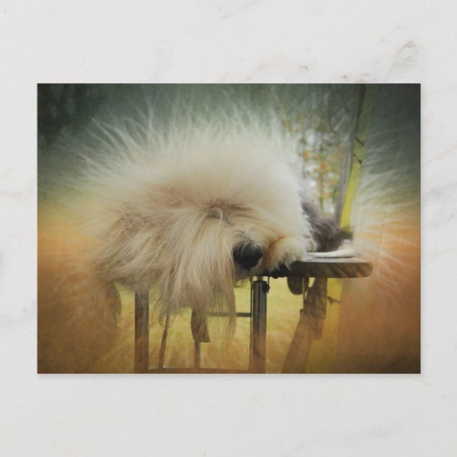 A Ray of Sunshine! Postcard (Front)