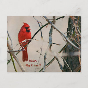 A Red Cardinal Bird on a Branch in the Woods Postcard