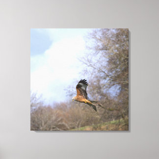 A Red Kite Stalling in Flight Canvas Print