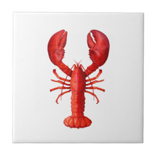 A red lobster shellfish on white tile