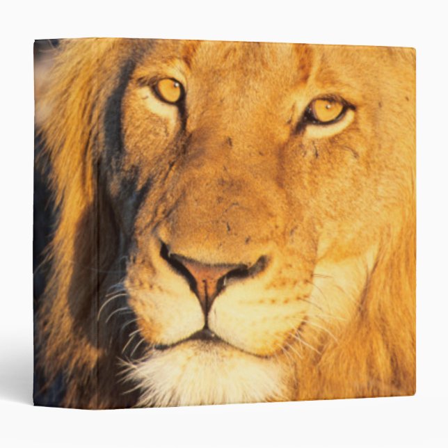 A Red Maned Lion looking at the camera. 3 Ring Binder (Front/Spine)