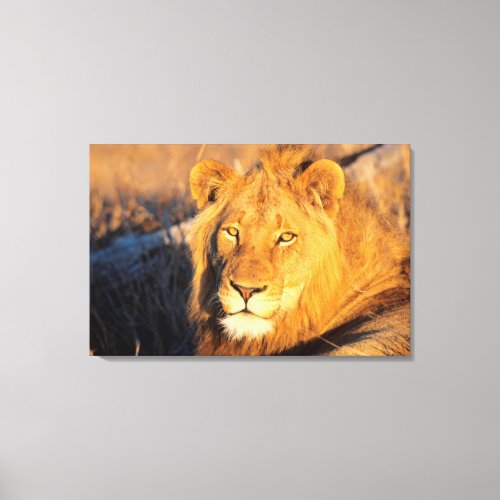 A Red Maned Lion looking at the camera Canvas Print