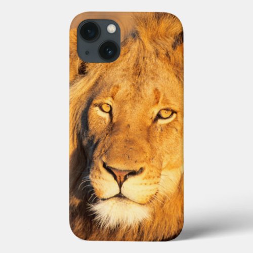 A Red Maned Lion looking at the camera iPhone 13 Case