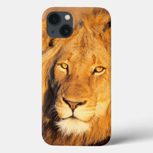 A Red Maned Lion looking at the camera iPhone 13 Case