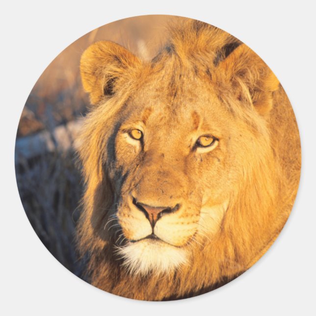 A Red Maned Lion looking at the camera. Classic Round Sticker (Front)