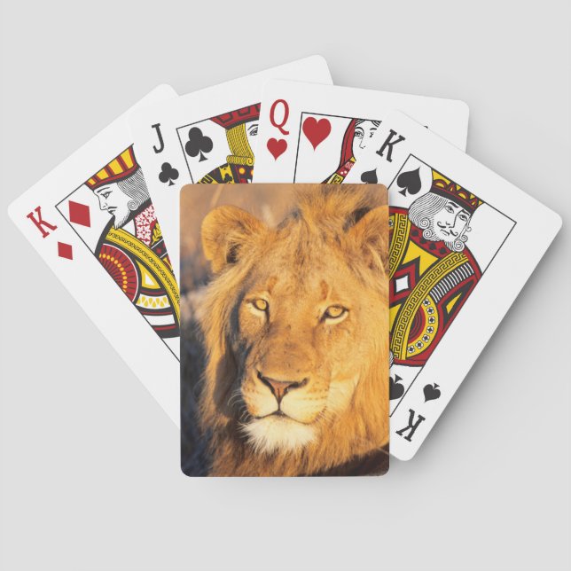 A Red Maned Lion looking at the camera. Poker Cards (Back)