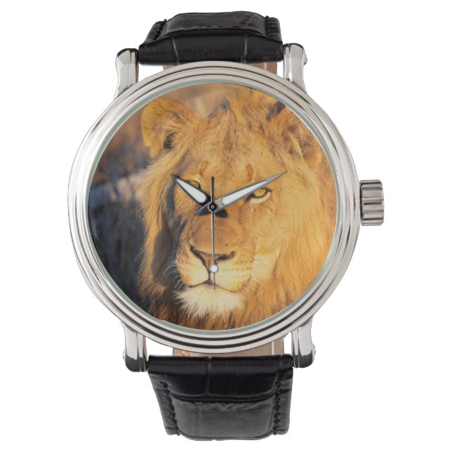 A Red Maned Lion looking at the camera. Watch (Front)