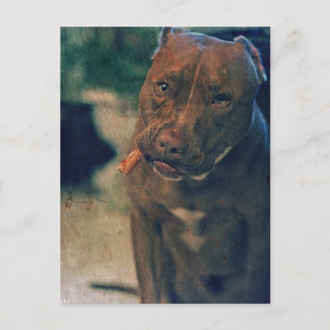 A Red Nose Pit Bull Chewing a Cigar Postcard (Front)