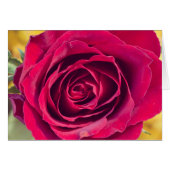A red rose (Front Horizontal)