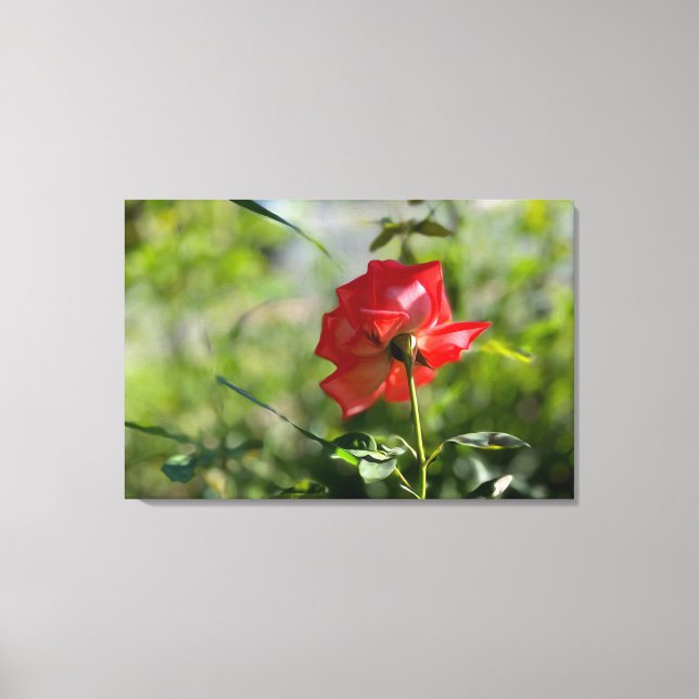 A red rose canvas print (Front)