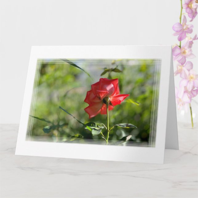 A red rose card (Orchid)