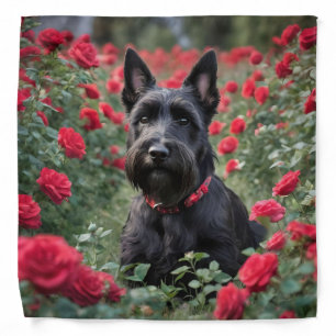 "A Red Rose for the Black Scottish Terrier" Bandana