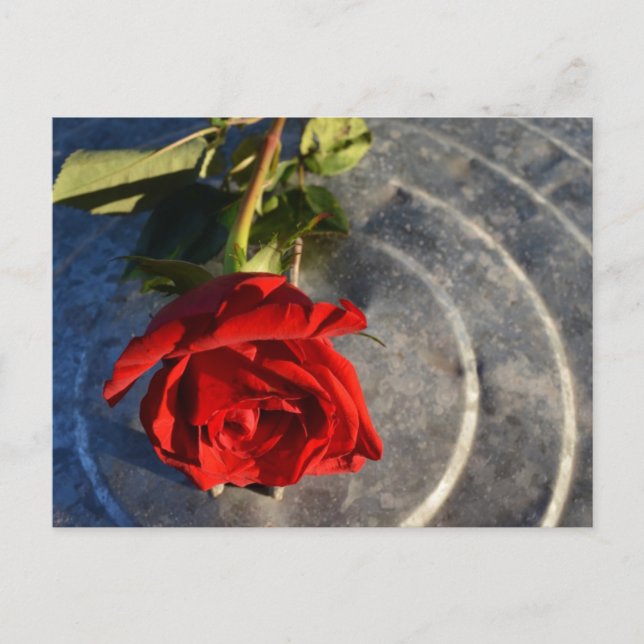 A red rose on a silver circled background left postcard (Front)