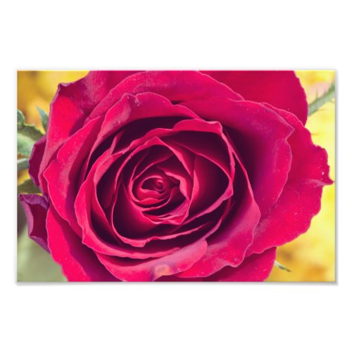 A red rose photo print
