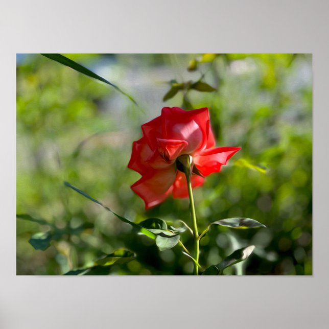 A red rose poster (Front)
