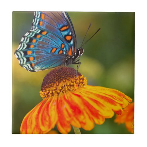 A Red_Spotted Purple Butterfly Ceramic Tile