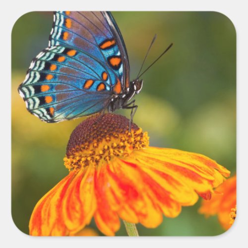 A Red_Spotted Purple Butterfly Square Sticker