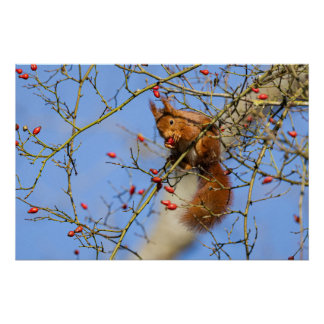 A red squirrel poster