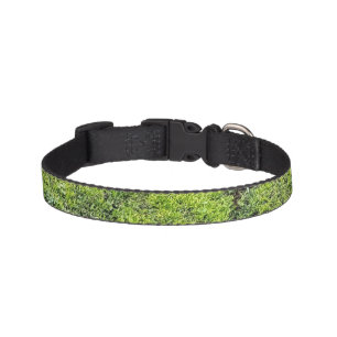 A refreshing green Pet collar