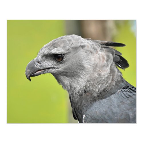 A regal harpy eagle photo print