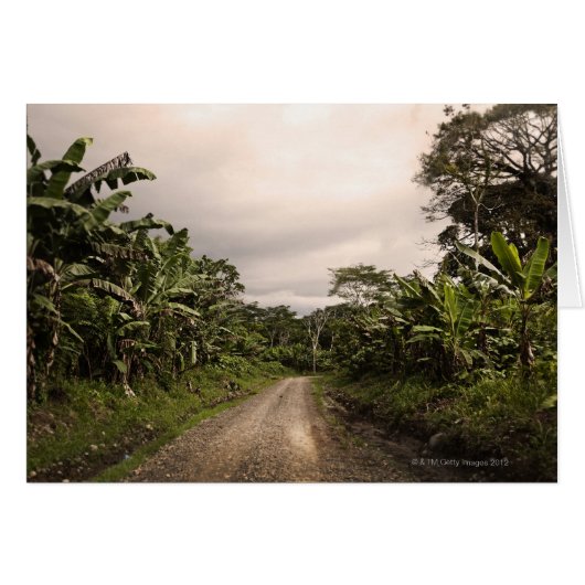 A remote jungle road cards (Front Horizontal)