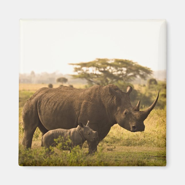 A Rhino with her baby Magnet (Front)
