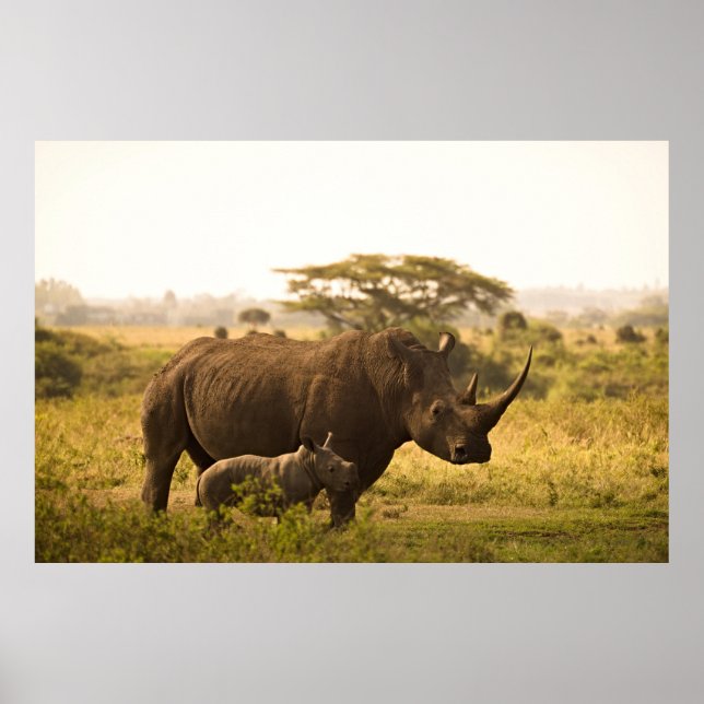 A Rhino with her baby Poster (Front)