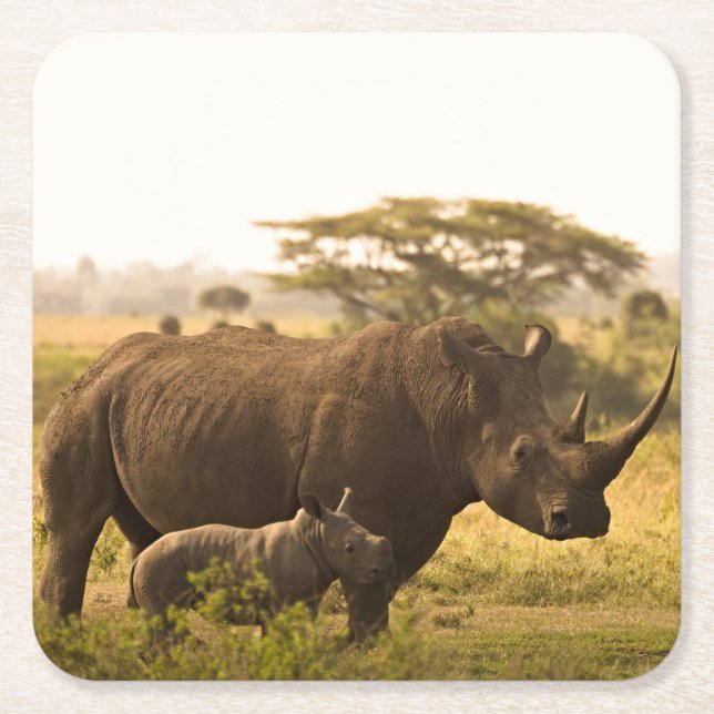 A Rhino with her baby Square Paper Coaster (Front)
