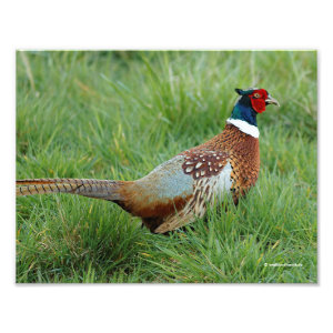 A Ring-Necked Pheasant Crosses the Road Photo Print