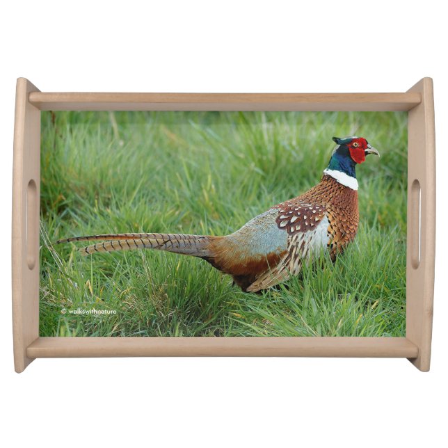 A Ring-Necked Pheasant Crosses the Road Serving Tray (Front)
