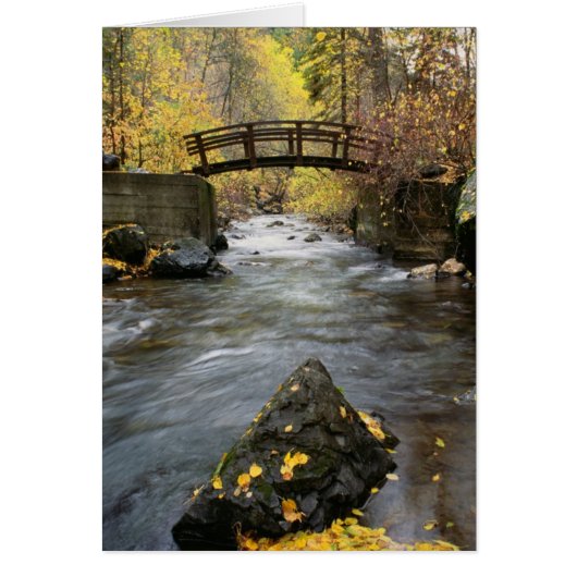 A River Running Through American Fork Canyon Cards (Front)