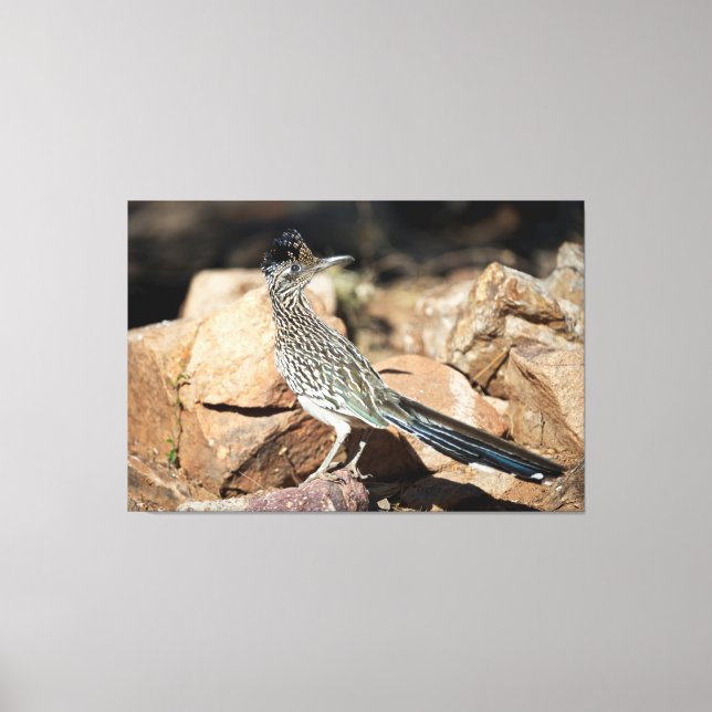 A Road runner pauses momentarily on its search Canvas Print (Front)