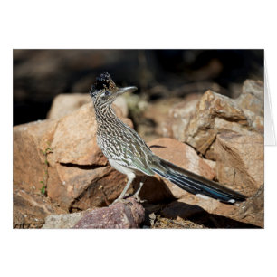 A Road runner pauses momentarily on its search Cards