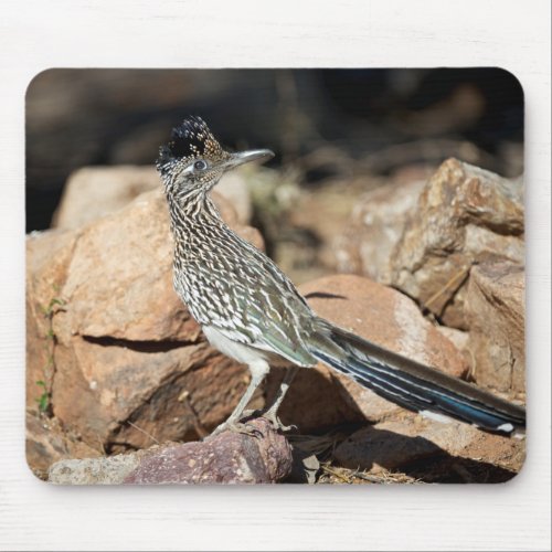 A Road runner pauses momentarily on its search Mouse Pad