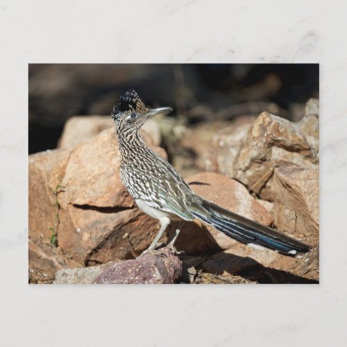 A Road runner pauses momentarily on its search Postcard