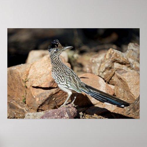 A Road runner pauses momentarily on its search Poster